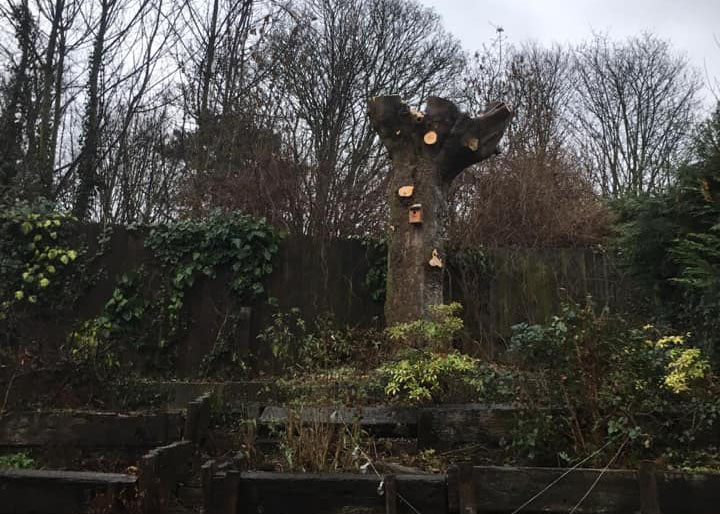 tree surgery